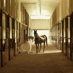 horse standing between stables